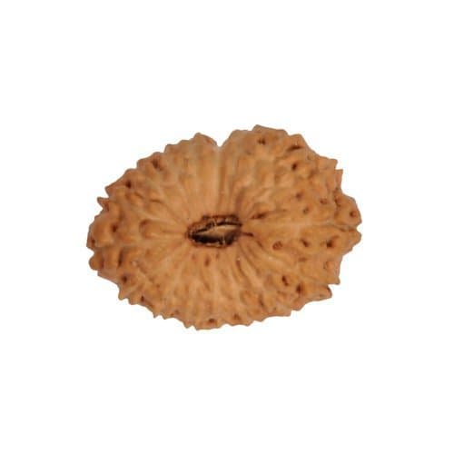 BuyRudraksha Indonesian Pandrah Mukhi / Fifteen Faced Rudraksha Beads