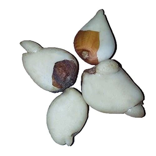 lEIsr00y 5 Pcs Rare Rainbow Tulip Bulbs Seeds Beautiful Flower Seed Home Garden Plant Rainbow Tulip, Beautiful Flower Seed, Home/Garden Decoration