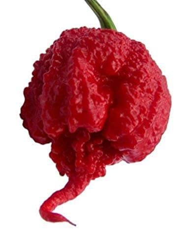 Juntop Premium New Select Carolina Reaper Seeds Grown Pepper Seed HP22B Pepper 50pcs