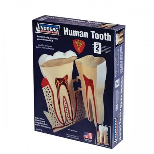 Lindberg Models 8:1 Scale Human Tooth Model Kit by Human Body