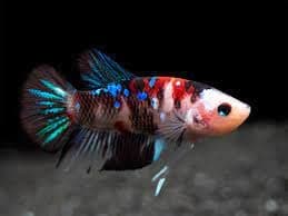 D&A Tropical Female Koi Galaxy Betta Fish - Assorted Color - Live Fish for Pond, Tank or Aquarium