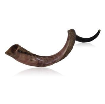 Original Antelope Kudu Horn Shofar 32"-34" Half Polished Natural Israel Judaica