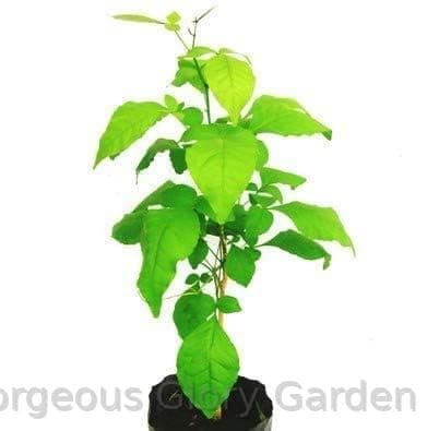 Gorgeous Glory Garden Live Bel Tree, Bilva Patra, Bel Patra- Plant With Pot