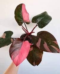 JB Greens® Philodendron Pink Princess marble live plant. First time in Amazon !! Hurry Limited stocks (3" pot size)