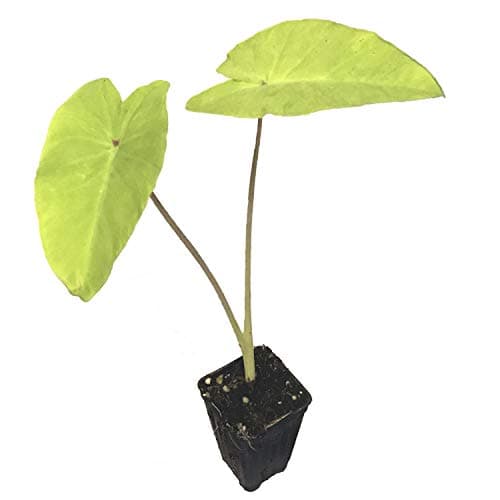 Elena Elephant Ear Colocasia Esculenta Live Plant