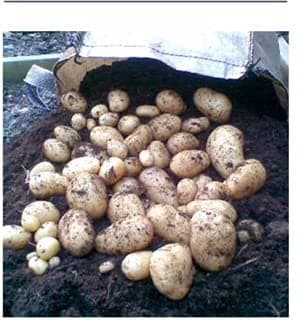 First Early Seed Potatoes Foremost- for Planting,X20 Tubers, for Planting