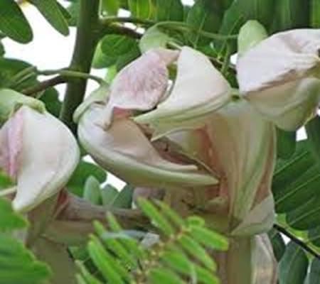 100pcs of Sesbania grandiflora Flower Seeds, palepink