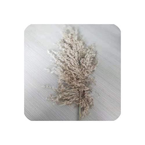 fantasticlife06 20 Pcs Dried Plants Pampas Grass Natural Wedding Flower Bunch Raw Color,20Pcs Gray Color,M