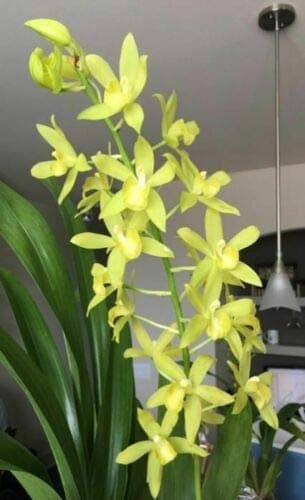 1 Grammatophyllum Cymbidium Orchid Mem Nathan Newman Live Plant