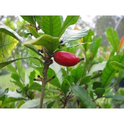 15 Miracle Fruit Seeds (Synsepalum Dulcificum) - Grow Your Own Miracle Fruit Plants - Fruit Turns Sour to Sweet