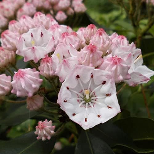 MOUNTAIN LAUREL Kalmia Latifolia - 50+ SEEDS