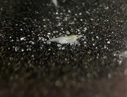 Imperial Tropicals 6 Snowball Shrimp (Color Variation of Cherry Shrimp) - Neocaridina (1/3"-1/2") - USA Born and Raised!