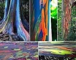 New Arrival!!! 200/BAG Rare Rainbow Eucalyptus deglupta, Showy Tropical Tree, Tree Seeds for Garden Planting Baby and Lover Like