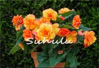 100 pezzi semi di Begonia hybrida Voss lanterne Fiori Begonia Malus spectabilis cinese decorativo Fiori da giardino