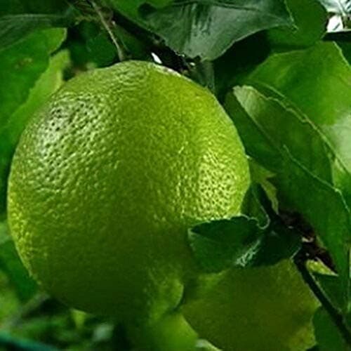 2 Dwarf Key Lime Tree Citrus Produces Starter Plant Fruit Dwarf Tree M4