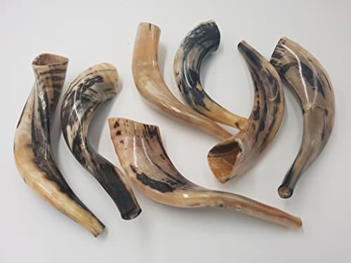 Set of 7 Polished Kosher Ram's Ram Horn Shofars - Authentic Jewish Instrument - 10-13 Inch Curved Length Kosher