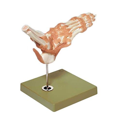 Foot Ankle Fully Functional Bone Joint Model