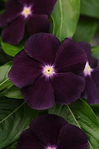 40+ Ocean Black Moon Vinca Flower Seeds/Annual