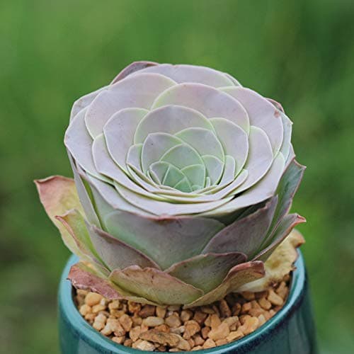 Succulent Live Plant - Greenovia Aurea ex El Hierro ('Pink Mountain Rose')