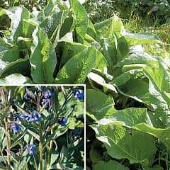 Comfrey