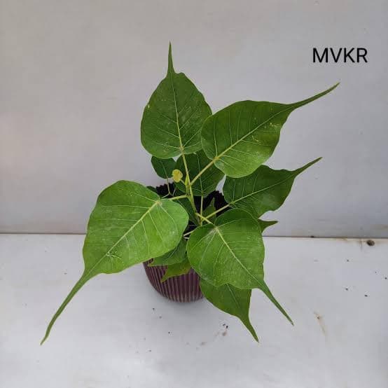 Live Peepal Plant I Ficus Religiosa With Growbag
