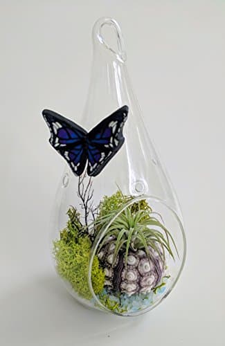 Butterfly Garden Terrarium Kit with Tillandsia Ionantha Air Plant Purple Sputnik Sea Urchin 7" Teardrop Glass Custom Gift Box Thanks Happy Birthday Present