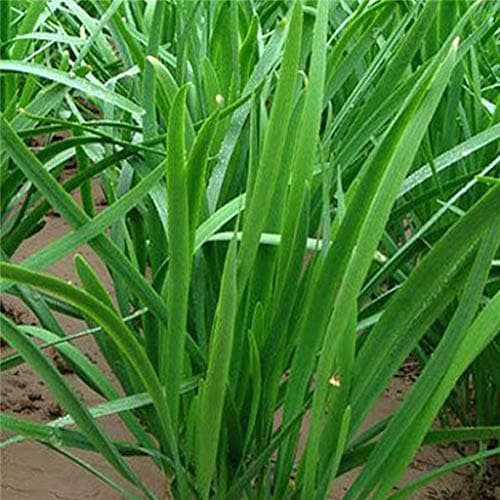 Dichondra 55pcs Chinese Widthest Purple Root Chive Organic Herb Leak Vegetable Seeds