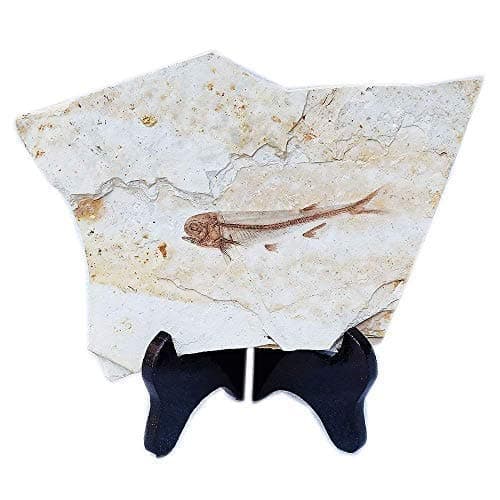 SUNNYHILL Fish Fossil Real Comes from The Western Liaoning China 150 Million Years Ago Lycoptera