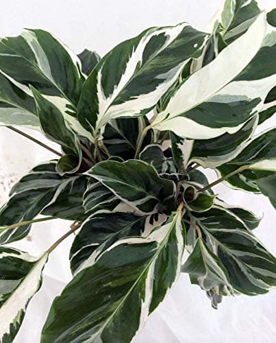 Fusion White Peacock Plant - Calathea - Easy House Plant