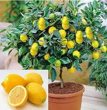 Live Meyer Lemon Tree,Grow a Delicious Fruit Bearing Bonsai Tree - Ships 3 to 4 feet Tall (Grafted Meyer Lemon Tree, 5 Gallon)