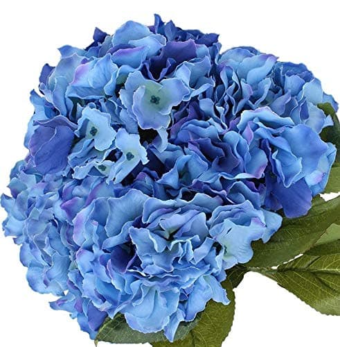 Nikko Blue Hydrangea - 2 1/2" Potted Shrub - 6" - 12" Tall Healthy Plant - 3 Pack By Growers Solution