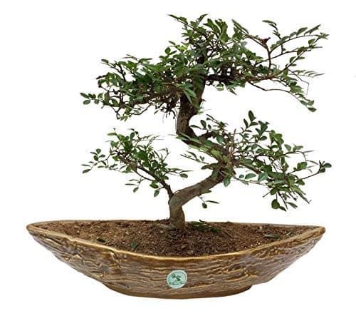 The Bonsai Plants - 7 Years Old Chinese Elm Bonsai Live Real Plant Indoor Outdoor In An Elegant Boat Shaped Original Chinese Ceramic Pot For Home - Low Maintenance - Perfect Gift/Gifting Option