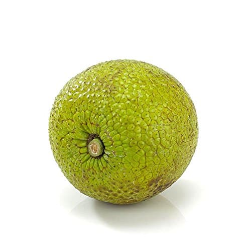 Breadfruit Minimum 1.5kg