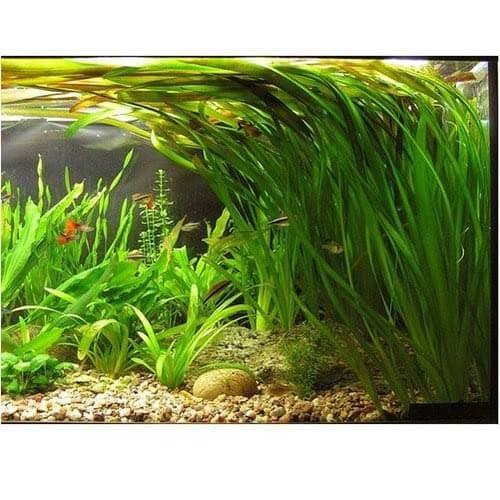 Blueheavens Aquatic plan - Background plant - Vallisneria | Pack of 10 plants
