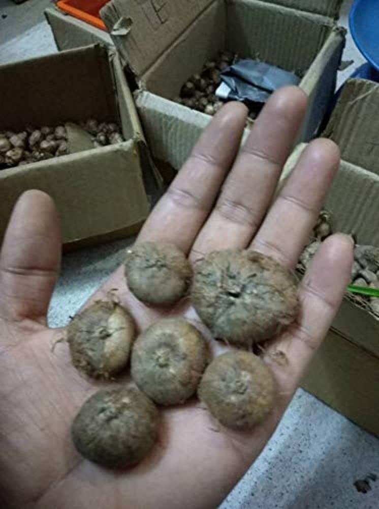 Udanta® Summer Flower Bulbs | African Corn Lily/Wand Flower/Ixia Flower Bulbs Summer Lily Bulbs for Garden - Pack of 10 Bulbs (Multi-Color)