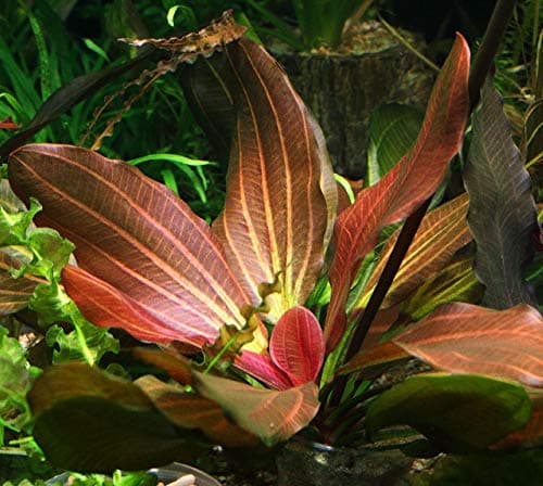 Echinodorus Hadi Red Pearl Sword Plant | Easy Aquatic Red Plant