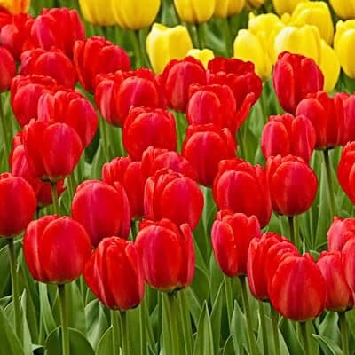 50 Red Oxford Tulip Bulbs - Tulipa Darwin Hybrid: Super-Sized X-tra Value Bag!!