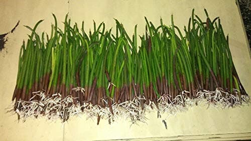 Mamay Sumarna 20 Big Red Mangrove Propagules with Roots Saltwater/Freshwater Aquarium Filter