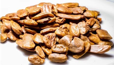 Akuamma (Picralima Nitida) Seeds 1000g