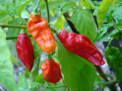 20 GHOST PEPPER SEEDS - WORLDS HOTTEST Naga Bhut Jolokia Cobra Chili VegetableComb S/H