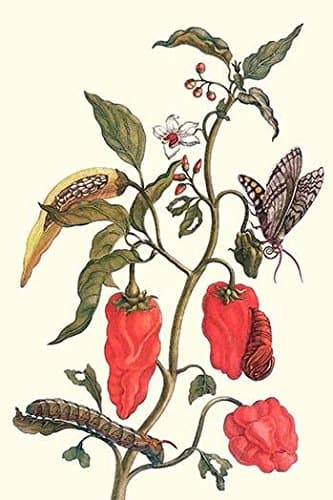 Capsicuum annuum Manduca sexta & Manduca quinquemaculata Poster Print by Maria Sibylla Merian (24 x 36)