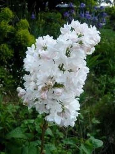 Statice- (Limonium Sinuatum) Iceberg White- 50 seeds