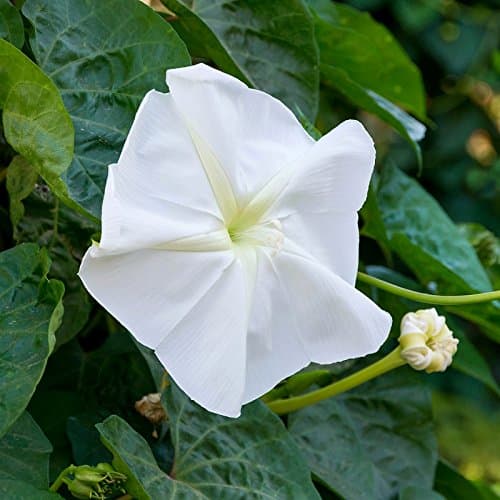 Eden Brothers Moonflower Seeds, Non-GMO Seeds for Planting, Packet | Low-Maintenance Flower Seeds, Plant During Spring, Zones 4, 5, 6, 7, 8, 9, 10