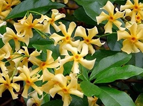Trachelospermum Jasminoides Star of Toscane Jasmine Highly Fragrant Climbing Plant 2-3ft Supplied in a 2/3 Litre Pot by DirectPlants™