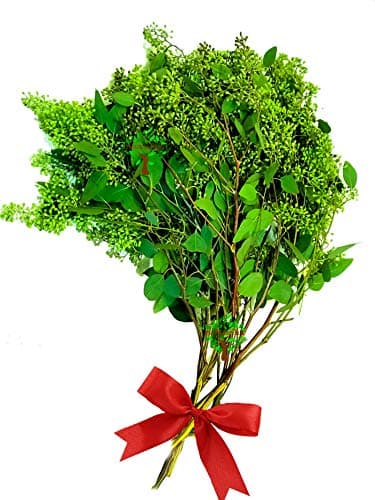 10 Branches Fresh Eucalyptus Seeded for Weddings Fresh Flower, Party, Bouquet