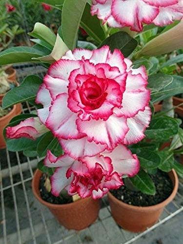 MABES WAREHOUSE 2 Double Red White Desert Rose Seeds Adenium Obesum Flower Perennial Exotic