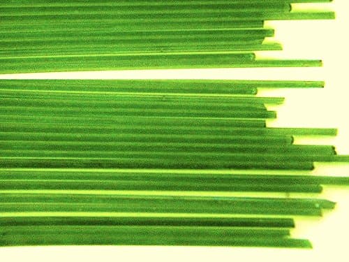 Devardi Glass COE 90 1/4 lb Spaghetti Stringers, 2mm, Transparent Peridot, 4 ounces Fusing, Beadmaking Rods