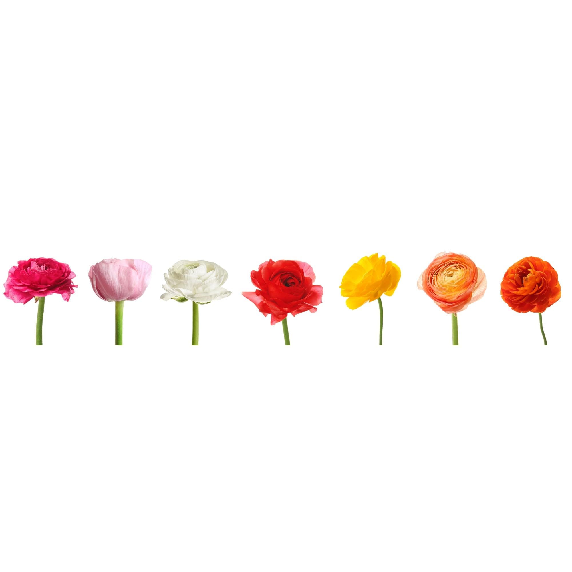 Easy to Grow Ranunculus Tecolote Rainbow Mix - 50 Plant Bulbs Value of Mixed Color Flowers in Spring, Full Sun Mediterranean