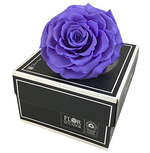 KIKA DECO Preserved Rose XXL (Indigo)