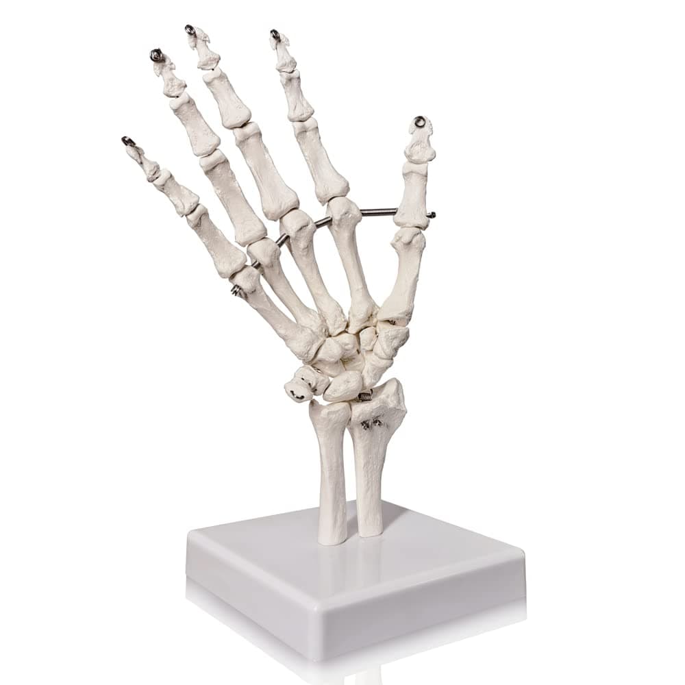 Evotech Hand Skeleton Model with Articulated Joints, Shows Ulna and Radius, Portray Natural Movement of Human Hand
